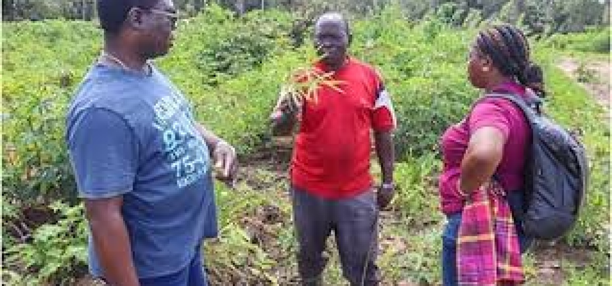 DOAB en LVV onderzoeken melding van mogelijke cassaveziekte in Marowijne