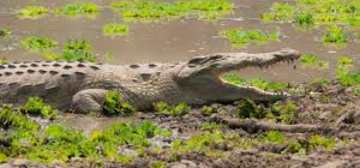 Zambiaanse visser gedood door krokodil terwijl hij vlucht voor kudde olifanten