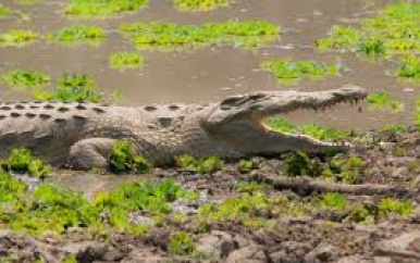 Zambiaanse visser gedood door krokodil terwijl hij vlucht voor kudde olifanten