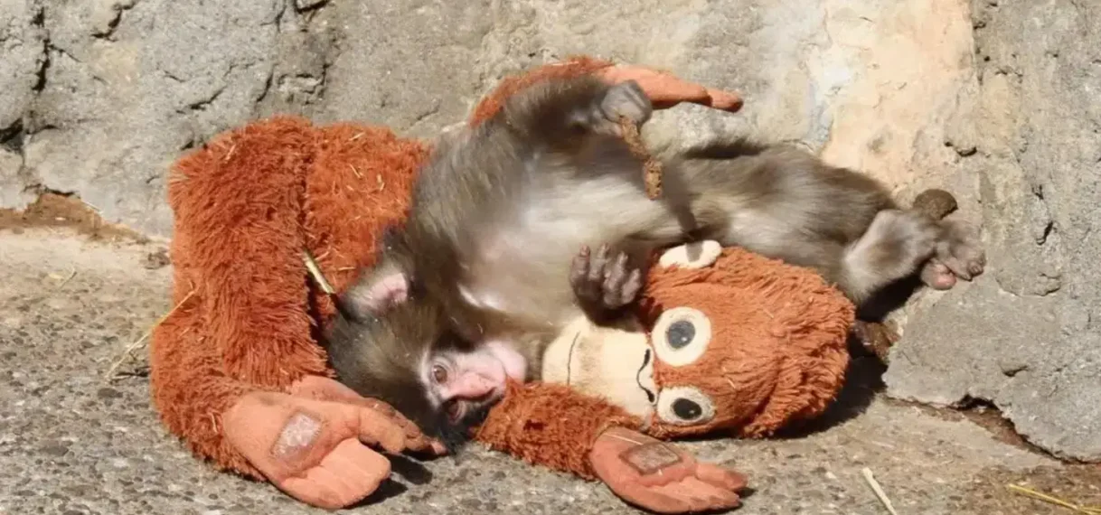 Verstoten baby-aapje Punch verovert harten in Tokio