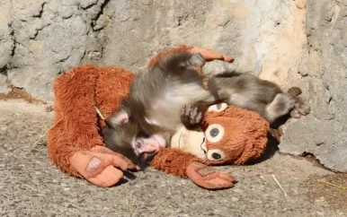 Verstoten baby-aapje Punch verovert harten in Tokio