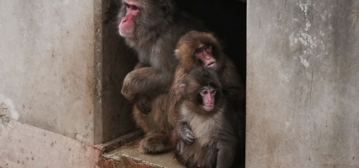 UPDATE: Aapje Punch wordt steeds meer geaccepteerd