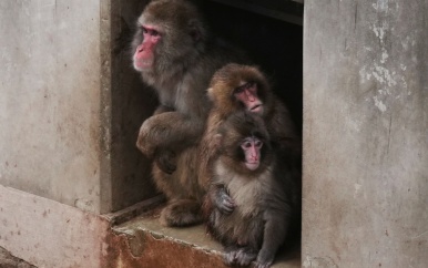 UPDATE: Aapje Punch wordt steeds meer geaccepteerd