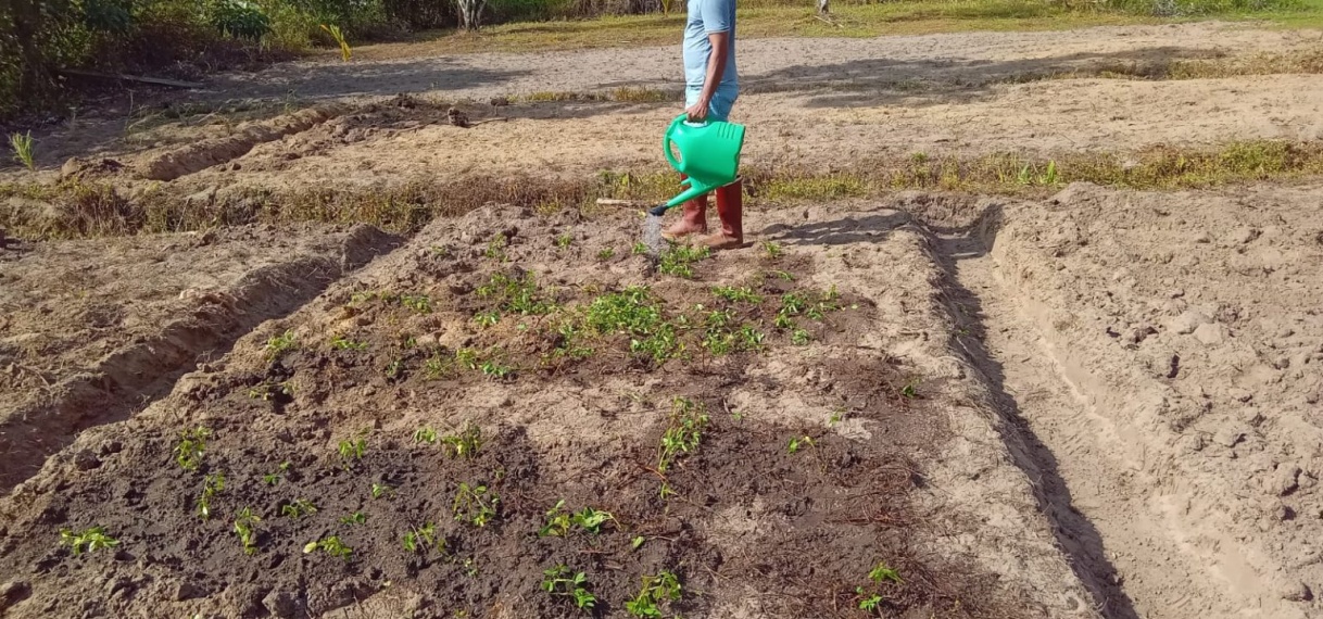 Grascollectie op LVV-ressort Wanica D officieel van start