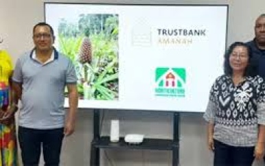 Eerste ananastelers krijgen lening voor uitbreiding productie