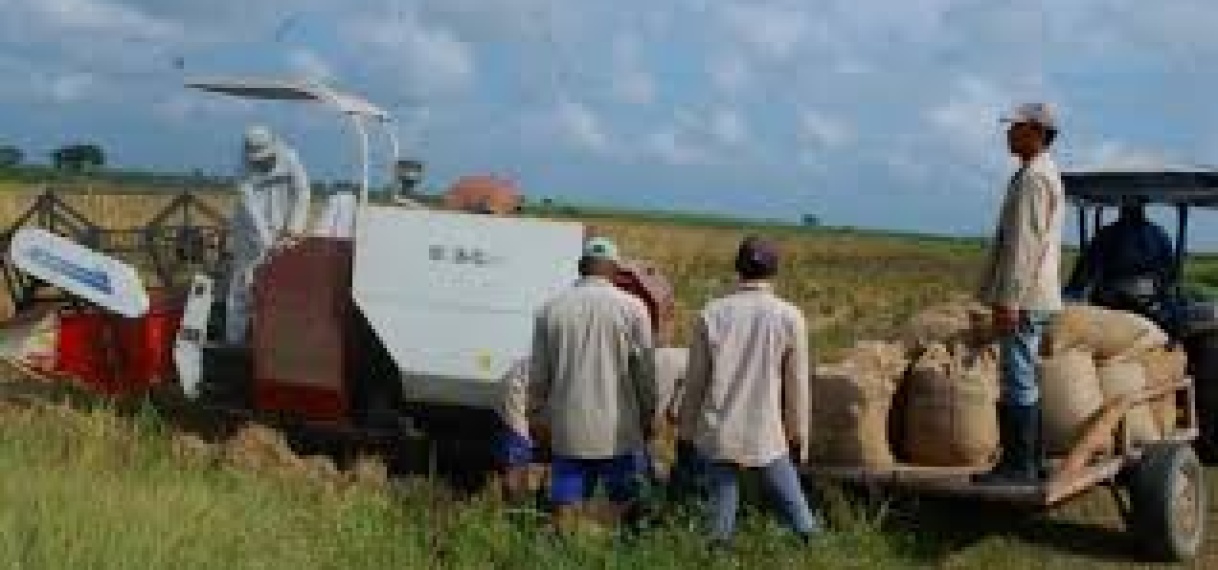 Padieboeren eisen padieprijs van ruim SRD 800