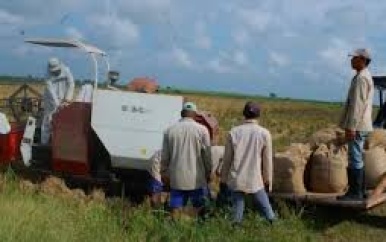 Padieboeren eisen padieprijs van ruim SRD 800
