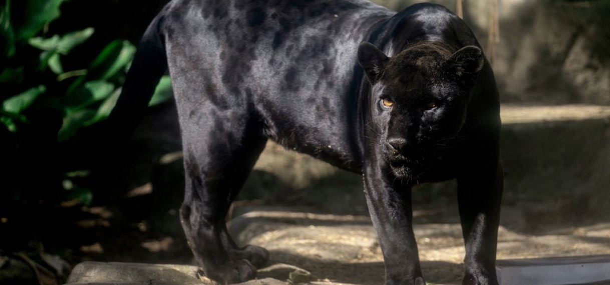 Zeldzame zwarte jaguar ontdekt in Ecuador