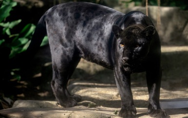 Zeldzame zwarte jaguar ontdekt in Ecuador