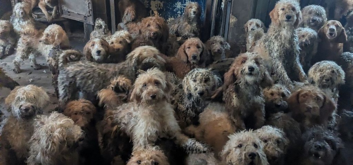 250 poedels gevonden in huis VK: “Foto is echt, geen AI”