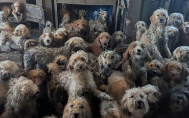 250 poedels gevonden in huis VK: “Foto is echt, geen AI”