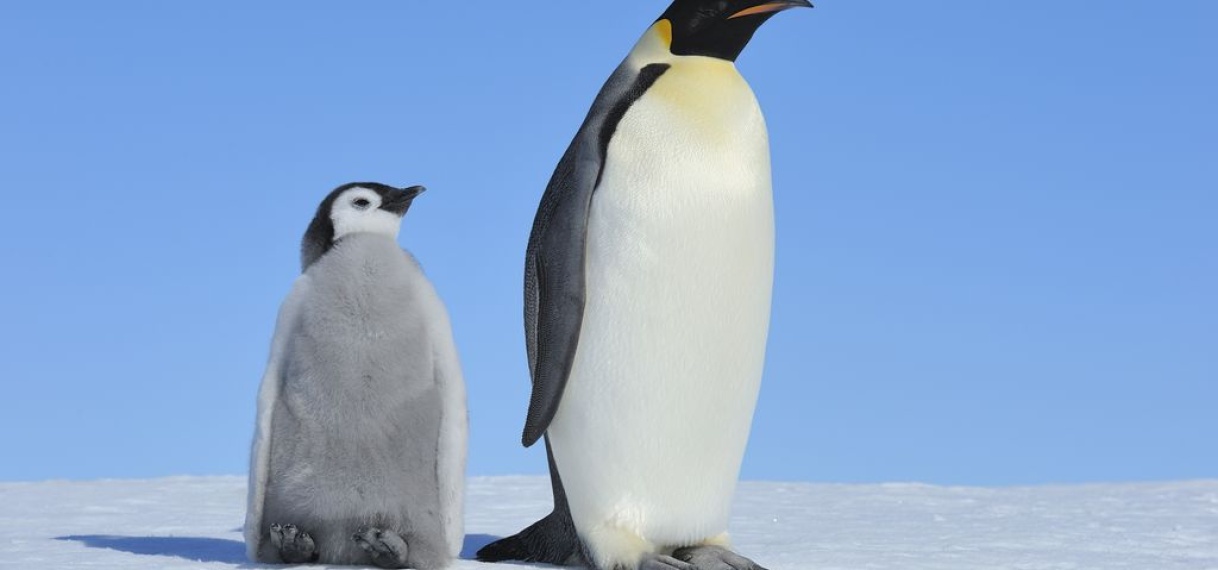Keizerspinguïn nu bedreigde diersoort door gevolgen van klimaatverandering