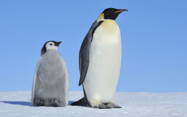 Keizerspinguïn nu bedreigde diersoort door gevolgen van klimaatverandering