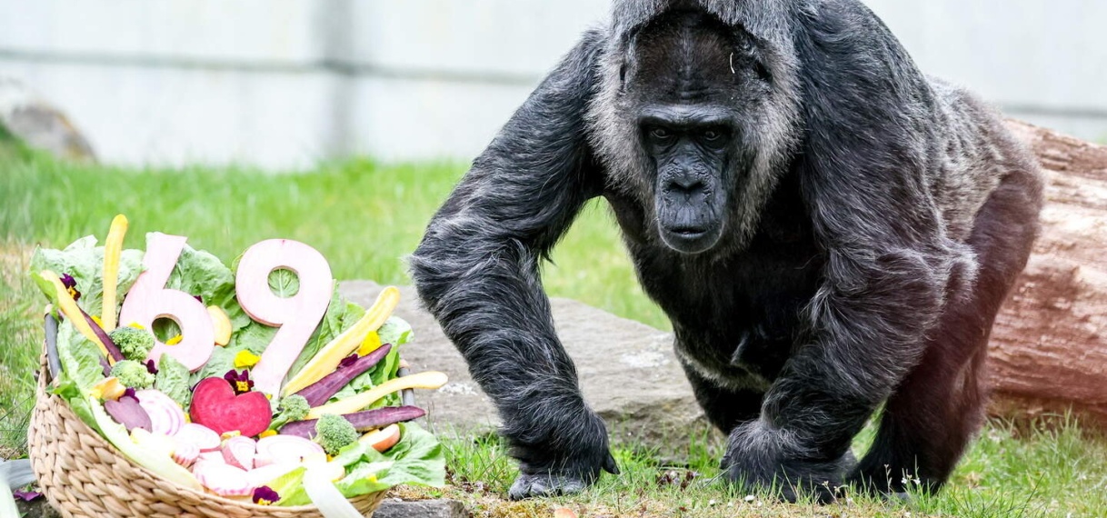 Oudste gorilla in gevangenschap viert 69ste verjaardag