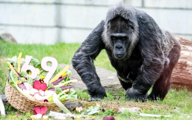 Oudste gorilla in gevangenschap viert 69ste verjaardag
