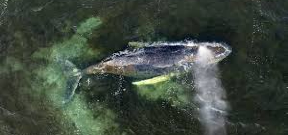 Mogelijk nieuwe poging om verzwakte bultrugwalvis voor Duitse kust te redden