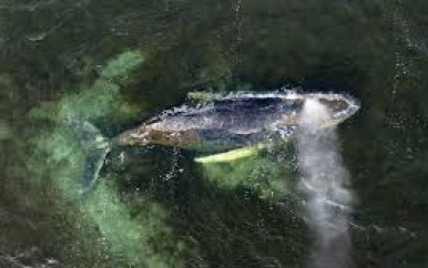 Mogelijk nieuwe poging om verzwakte bultrugwalvis voor Duitse kust te redden