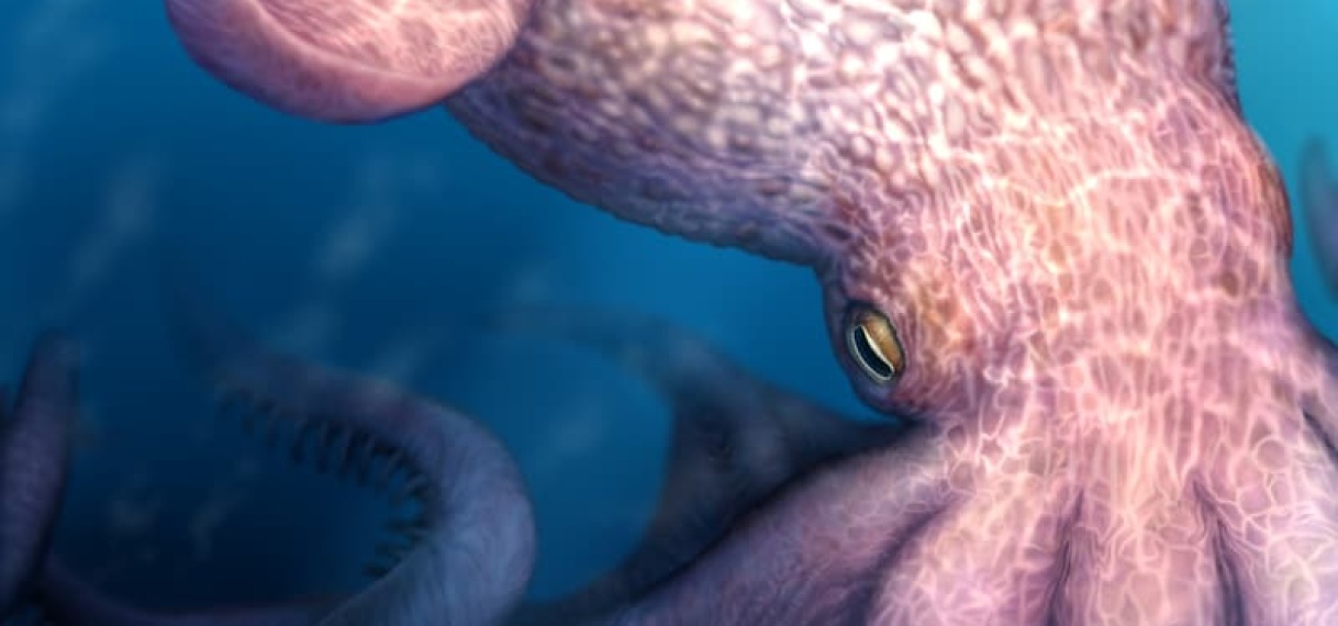 Gigantische ‘kraken’ heerste miljoenen jaren geleden in zee