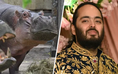 Miljardairszoon Ambani wil nijlpaarden van drugsbaron Escobar opvangen in India