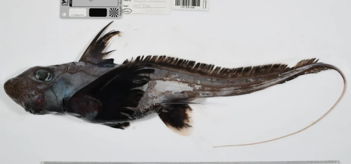 Meer dan 1100 nieuwe zeedieren ontdekt