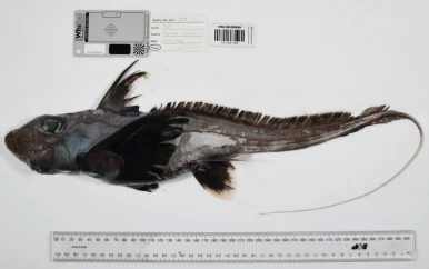 Meer dan 1100 nieuwe zeedieren ontdekt