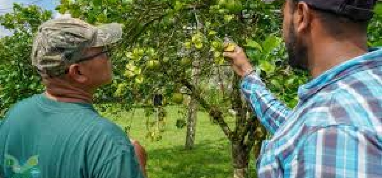 LVV sluit succesvolle citrustraining in Para af
