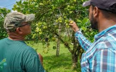 LVV sluit succesvolle citrustraining in Para af