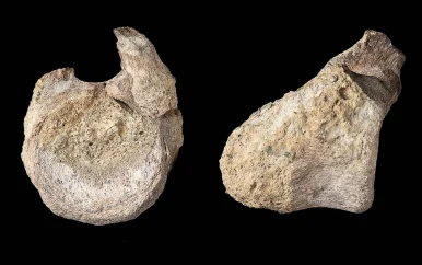Uniek bot van enorme dino uit Antarctica lag 40 jaar in lade