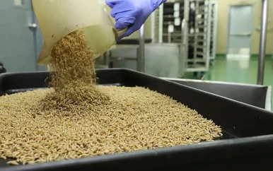 Vleesetende schroefwormvlieg opnieuw gevonden in Texas