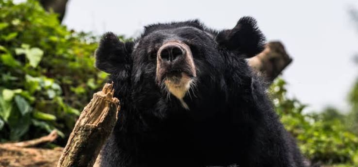 Japan treft meestgezochte beer na dagen zoeken aan in achtertuin van huis
