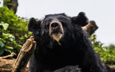 Japan treft meestgezochte beer na dagen zoeken aan in achtertuin van huis