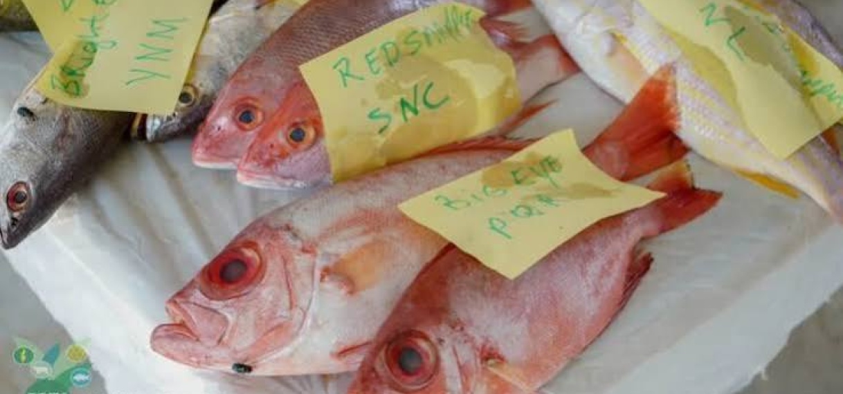 Suriname mag weer vis exporteren naar Verenigde Staten
