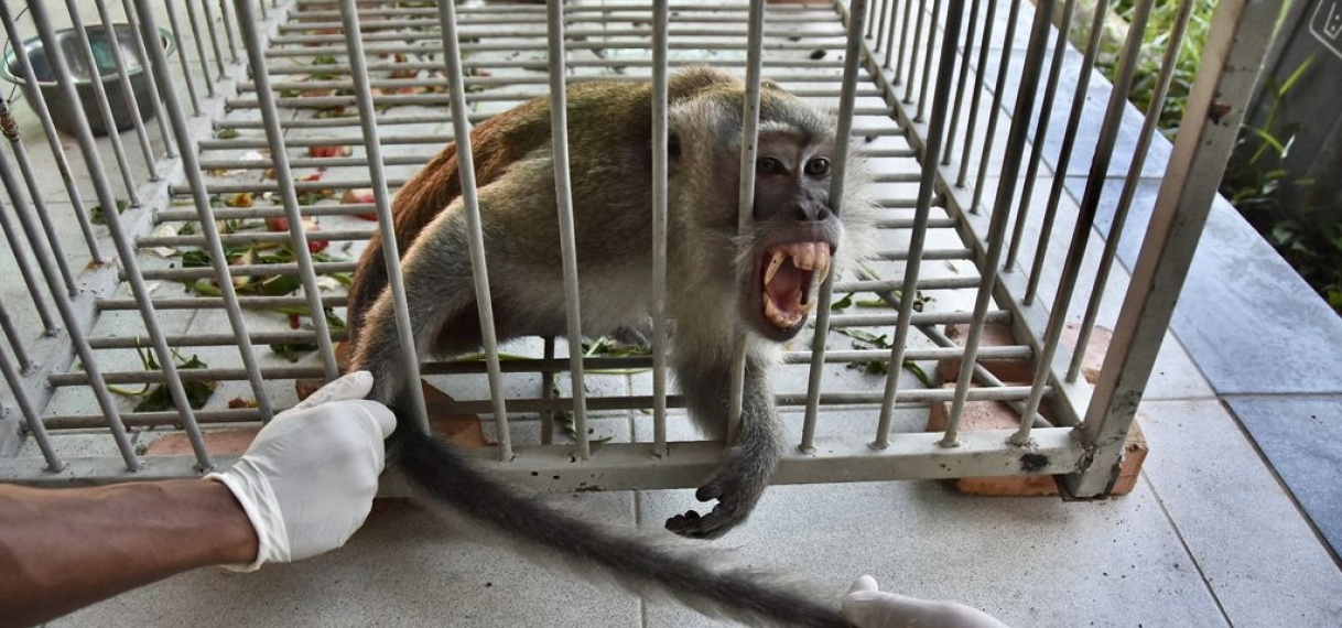 Aap die in twee weken achttien mensen verwondde gevangen in Indonesië
