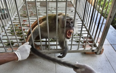 Aap die in twee weken achttien mensen verwondde gevangen in Indonesië