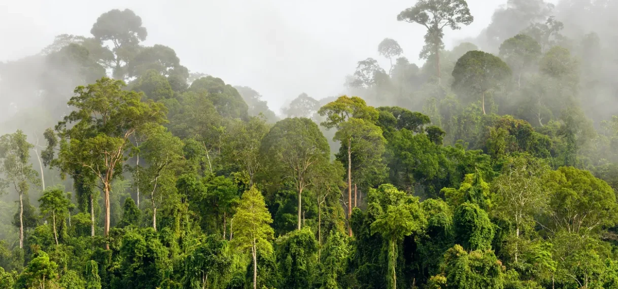 €10 miljoen voor duurzame bosbouw in Guyana