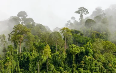€10 miljoen voor duurzame bosbouw in Guyana