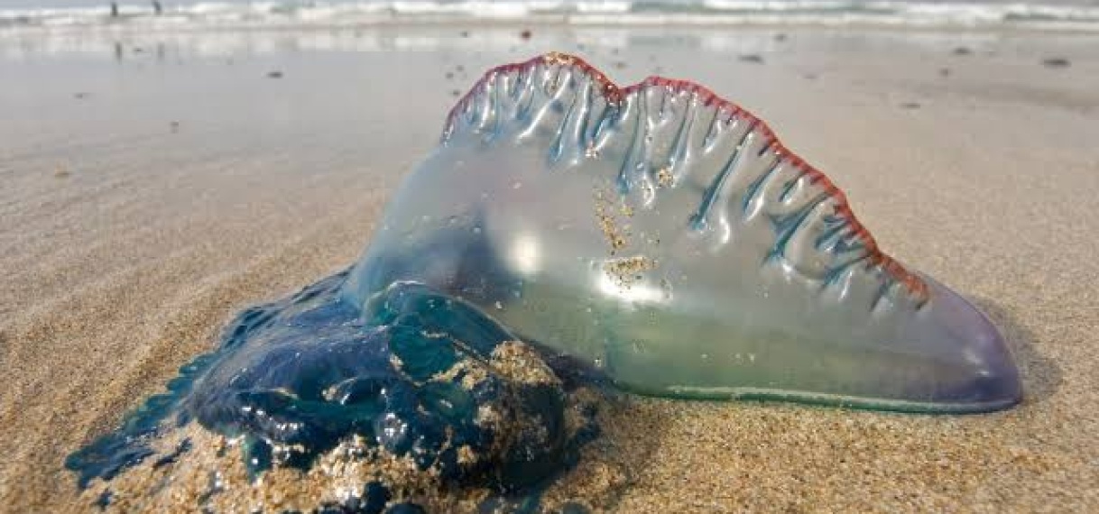 Kleurrijke ‘kwal’ steekt meer dan 100 mensen op Spaanse stranden