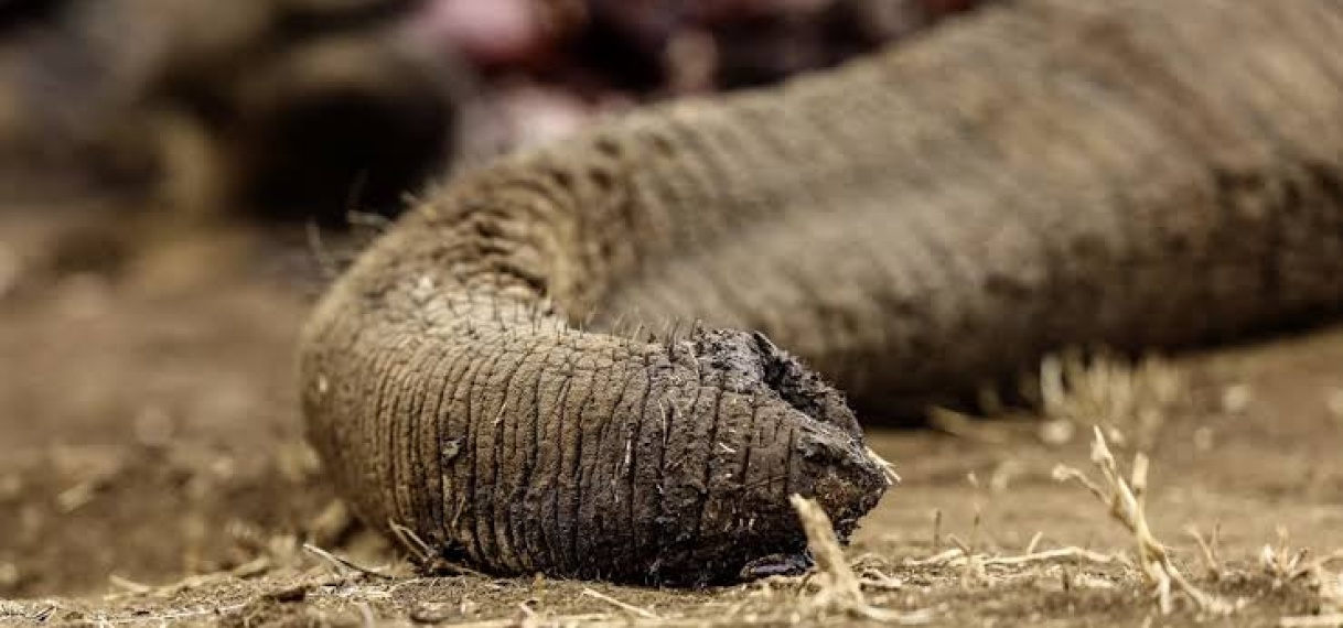 Vier arrestaties na dood 18 olifanten in Kenia
