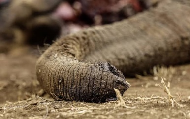 Vier arrestaties na dood 18 olifanten in Kenia
