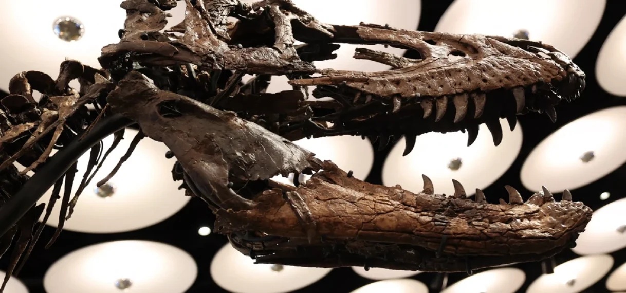 Zeldzaam skelet van nanotyrannus verkocht voor 42 miljoen euro