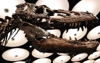 Zeldzaam skelet van nanotyrannus verkocht voor 42 miljoen euro