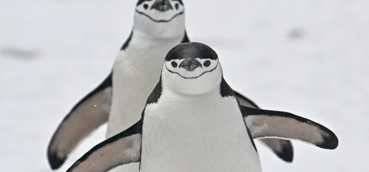 Klimaatverandering zorgt voor sterke afname stormbandpinguïns