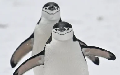 Klimaatverandering zorgt voor sterke afname stormbandpinguïns