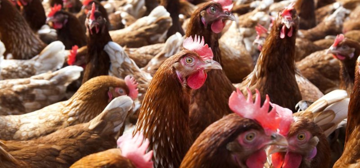 Guyana verscherpt toezicht op kippenboerderijen vanwege vogelgriep in Suriname