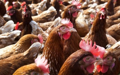 Guyana verscherpt toezicht op kippenboerderijen vanwege vogelgriep in Suriname