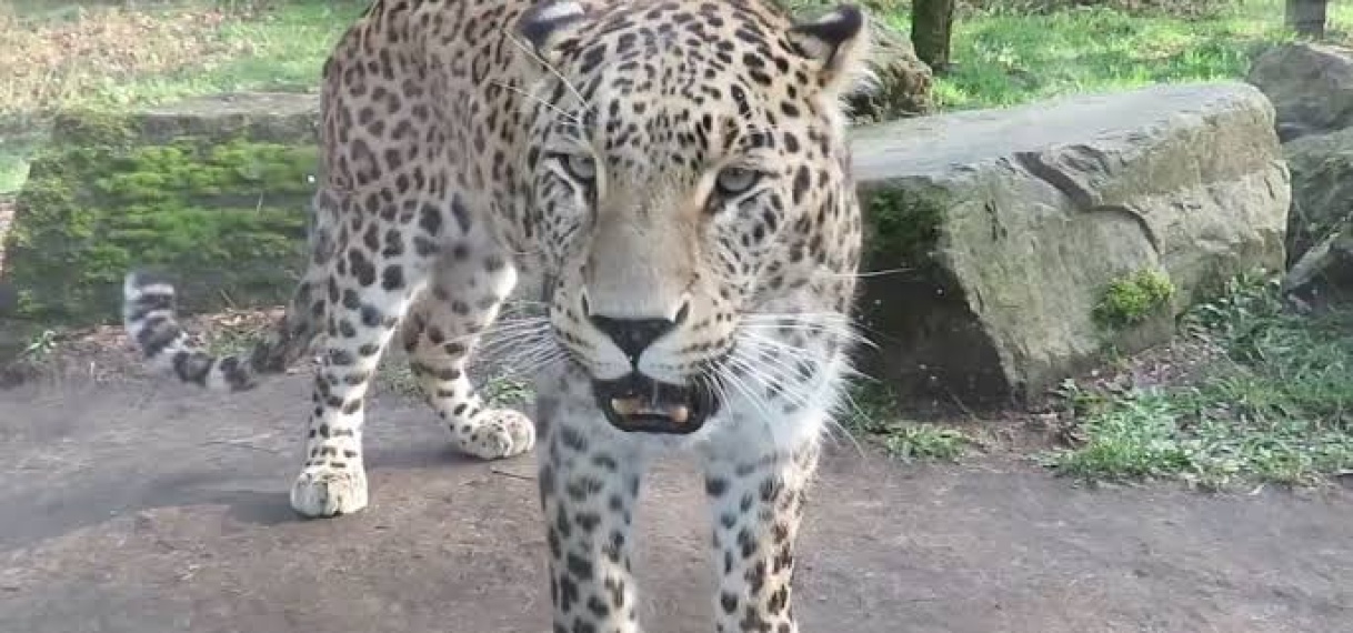 Verzorger safaripark Beekse Bergen gewond na aanval panter in binnenverblijf