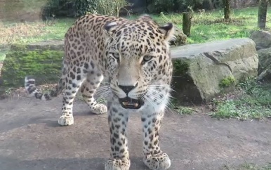 Verzorger safaripark Beekse Bergen gewond na aanval panter in binnenverblijf